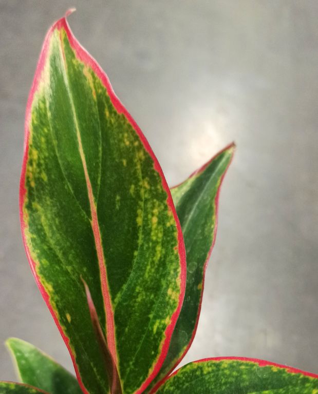 Aglaonema Jungle red
