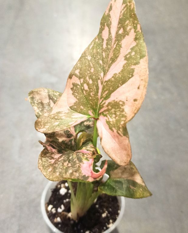 Syngonium Pink Splash feuillage rose et vert