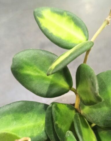 Hoya Burtoniae Variegata alternative
