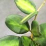 Hoya burtoniae variegata