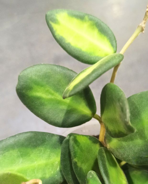 Hoya burtoniae variegata