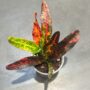 Codiaeum Red Batik