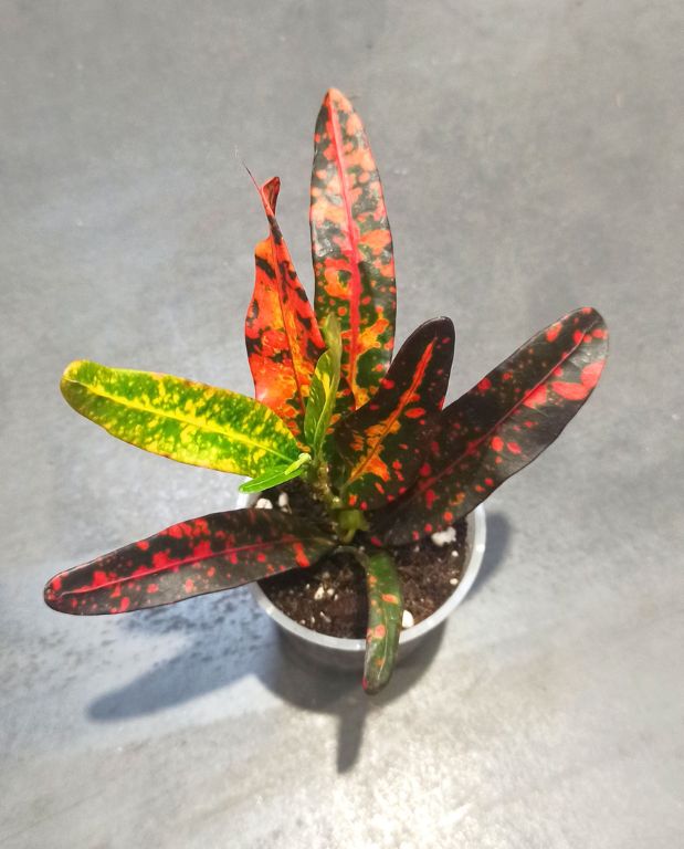 Codiaeum Red Batik