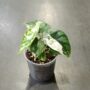 Alocasia Dragon Scale Albo Variegata en pot transparent taille S