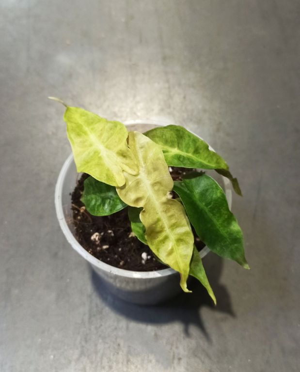Alocasia Polly Variegata Aurea gros plan feuilles jaunes et vertes oreilles d'éléphant