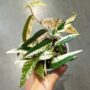 Ficus Sagittata Pink Variegata dans une main