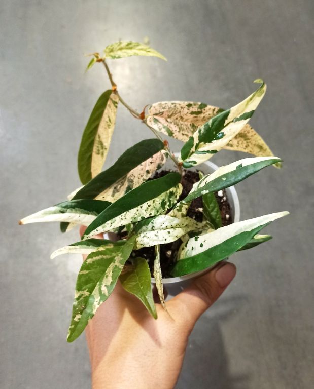 Ficus Sagittata Pink Variegata dans une main