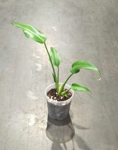 Monstera Burle Marx Flame dans son pot transparent 9cm
