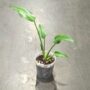 Monstera Burle Marx Flame dans son pot transparent 9cm