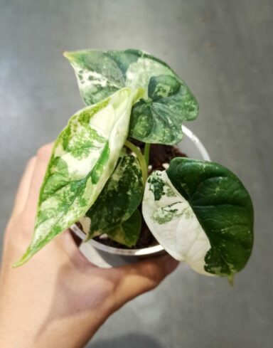 Alocasia Baginda Dragon Scale Albo Variegata alternative