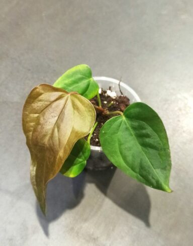 Anthurium Queen of Heart