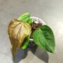 Anthurium Queen of Heart