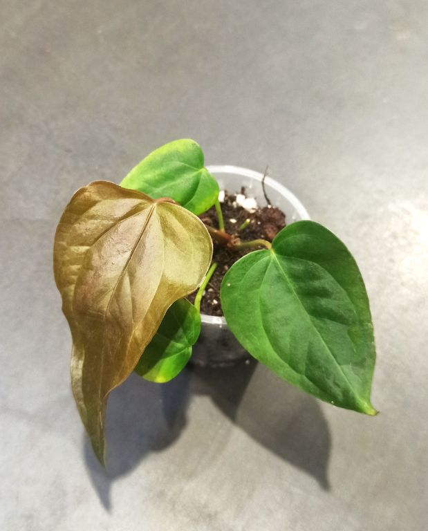 Anthurium Queen of Heart