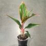 Aglaonema Jungle red
