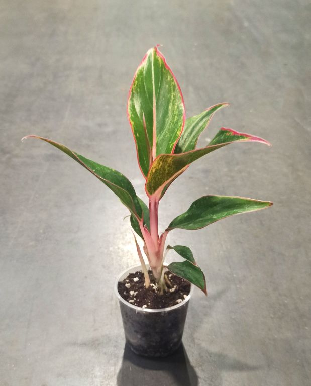 Aglaonema Jungle red