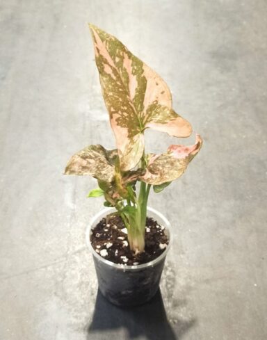Syngonium Pink Splash patte d'oie