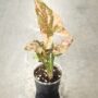 Syngonium Pink Splash patte d'oie