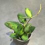 Hoya burtoniae variegata