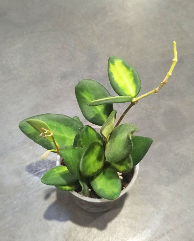 Hoya burtoniae variegata