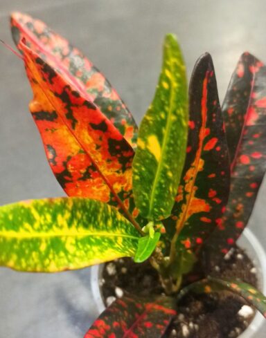 Croton – Codiaeum Red Batik alternative