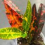 Codiaeum Red Batik