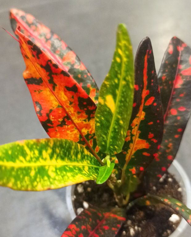 Codiaeum Red Batik