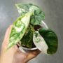 Gros plan sur les feuilles panachées vertes et blanches Alocasia Dragon Scale Albo Variegata