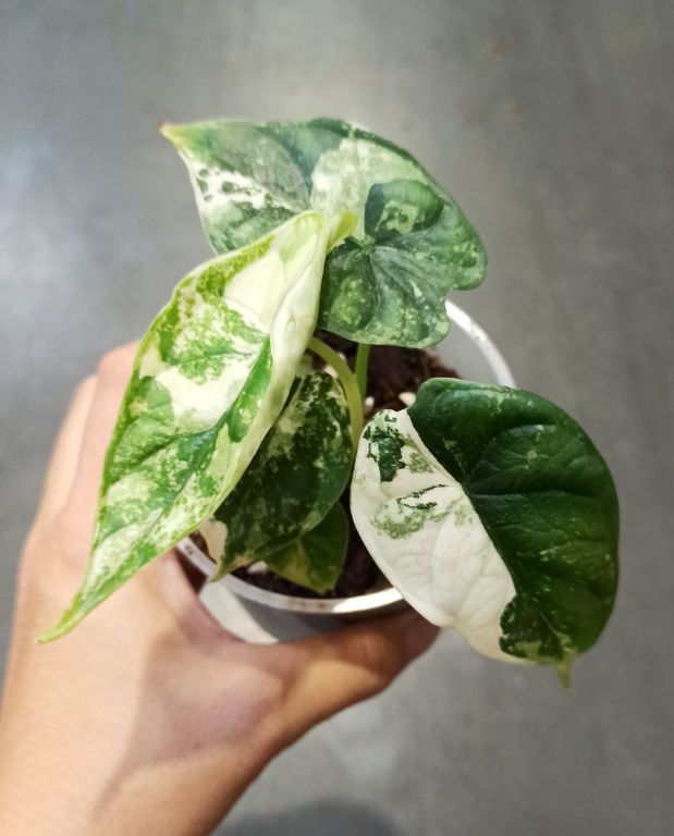 Gros plan sur les feuilles panachées vertes et blanches Alocasia Dragon Scale Albo Variegata