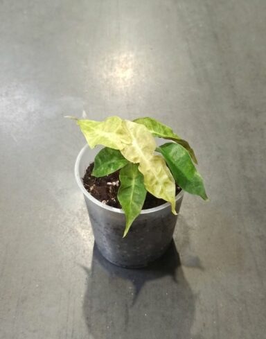 Alocasia Polly Variegata Aurea plante tropicale rare