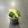 Alocasia Polly Variegata Aurea plante tropicale rare