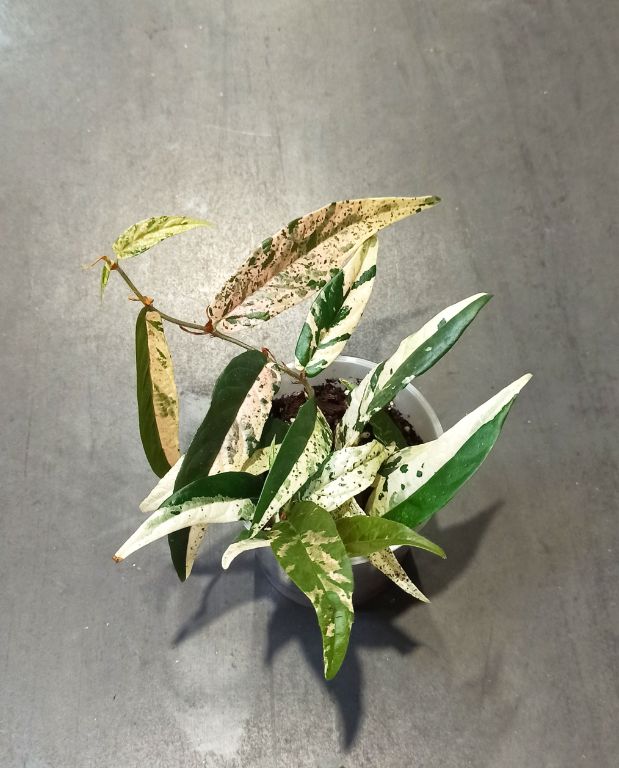 Ficus Sagittata Pink Variegata en mix ficus