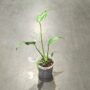Monstera Burle Marx Flame taille M