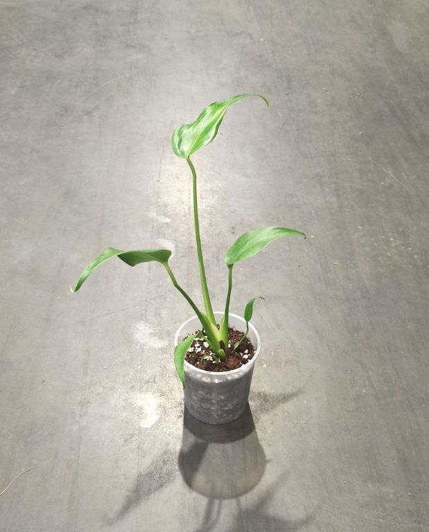 Monstera Burle Marx Flame taille M