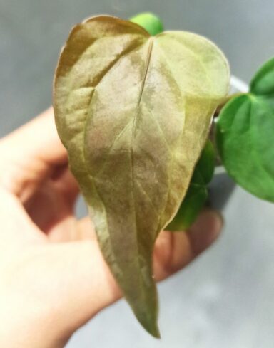 Anthurium Queen of Heart alternative