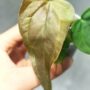 Anthurium Queen of Heart