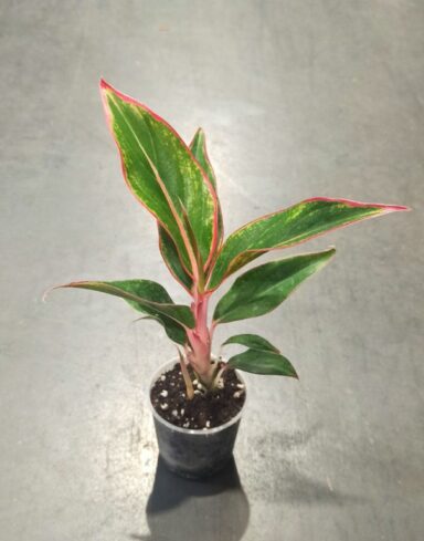 Aglaonema Jungle red