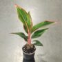 Aglaonema Jungle red
