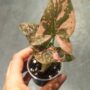 Syngonium Pink Splash dans la main