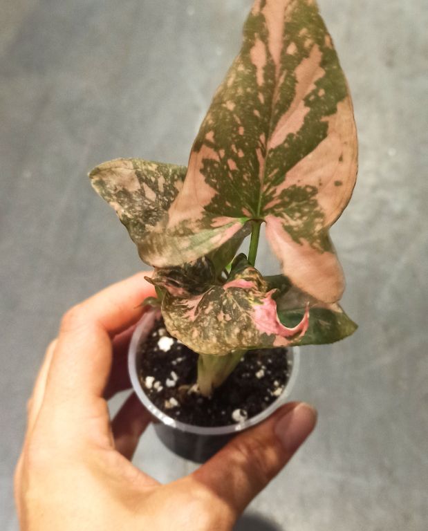 Syngonium Pink Splash dans la main
