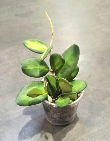 Hoya burtoniae variegata
