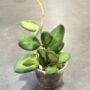 Hoya burtoniae variegata