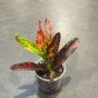 Codiaeum Red Batik