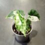 Alocasia Dragon Scale Albo Variegata en substrat alocasia