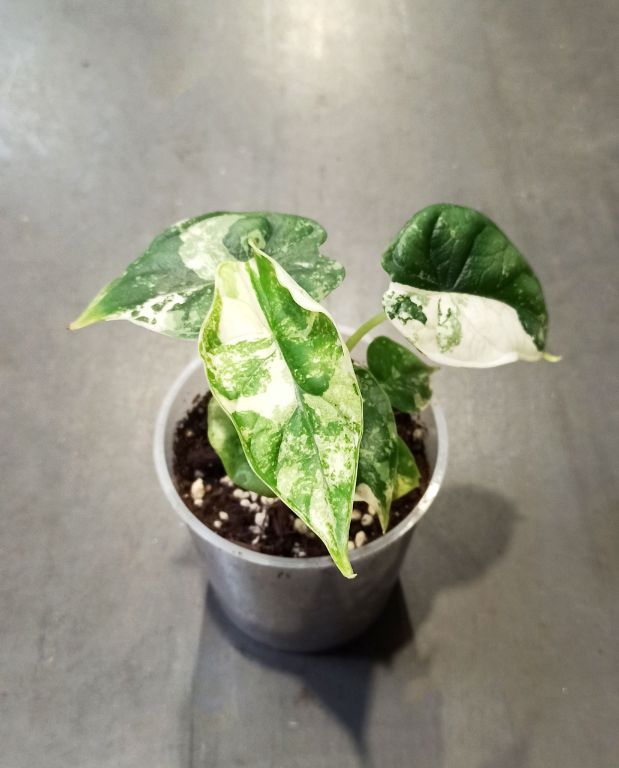 Alocasia Dragon Scale Albo Variegata en substrat alocasia