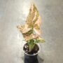 Syngonium Pink Splash taille S pot 9cm