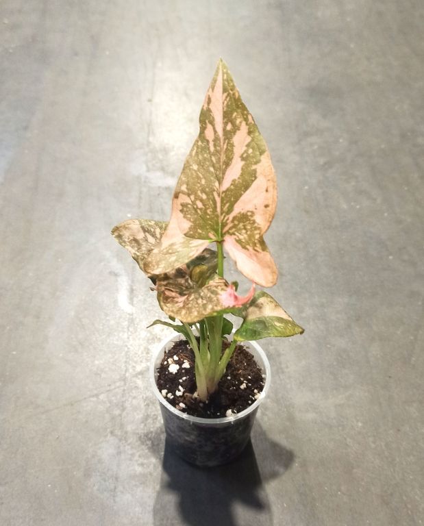 Syngonium Pink Splash taille S pot 9cm