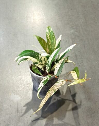 Ficus Sagittata Pink Variegata feuilles longues panachées tachetées vertes, jaunes et roses