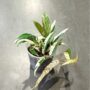 Ficus Sagittata Pink Variegata feuilles longues panachées tachetées vertes, jaunes et roses