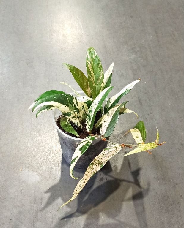 Ficus Sagittata Pink Variegata feuilles longues panachées tachetées vertes, jaunes et roses