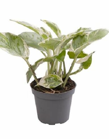 pothos n'joy S